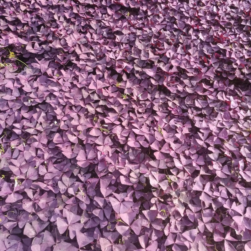 红叶酢浆草70营养杯绿化苗白花醡浆草花坛杯苗