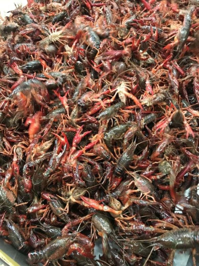 潜江小龙虾大量供应456中红