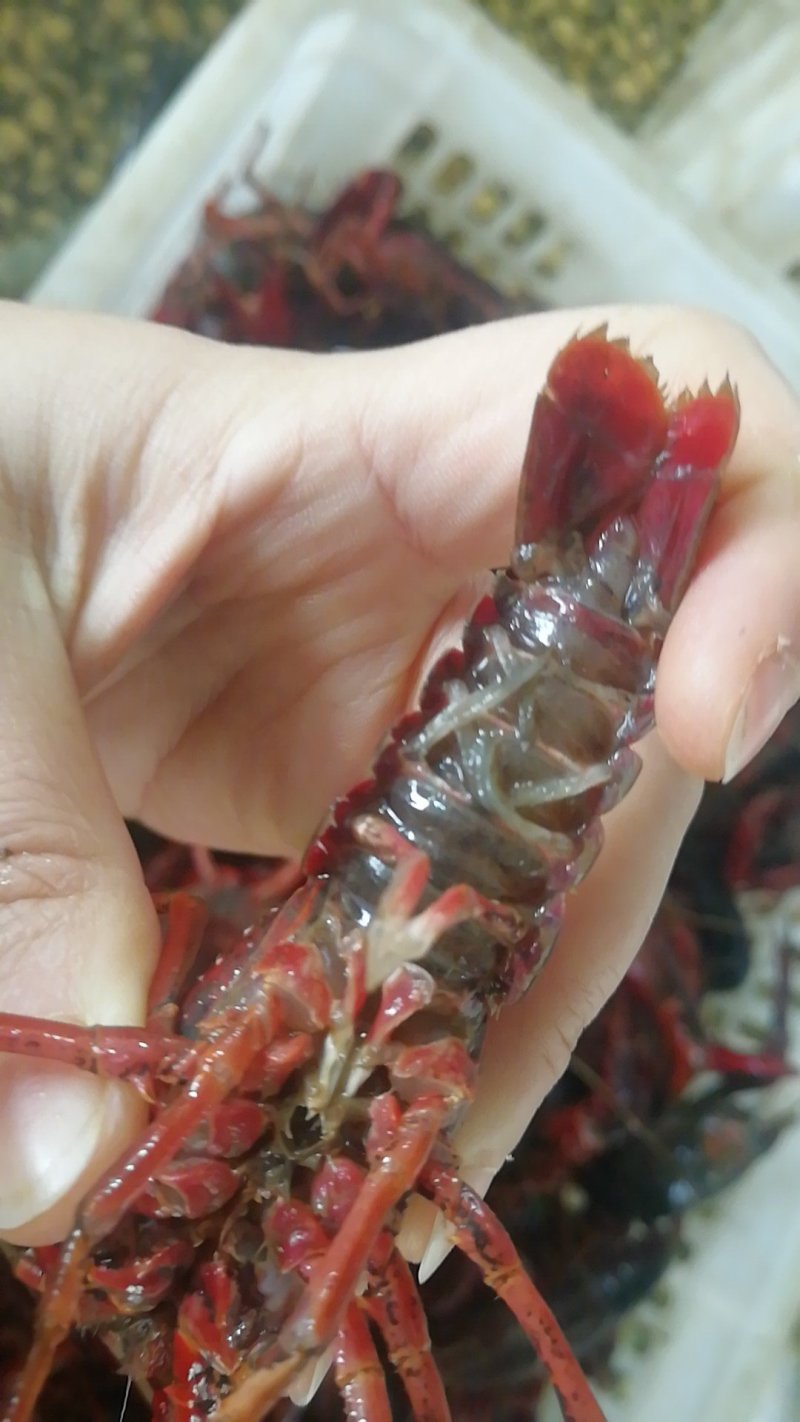 潜江小龙虾大量供应456中红