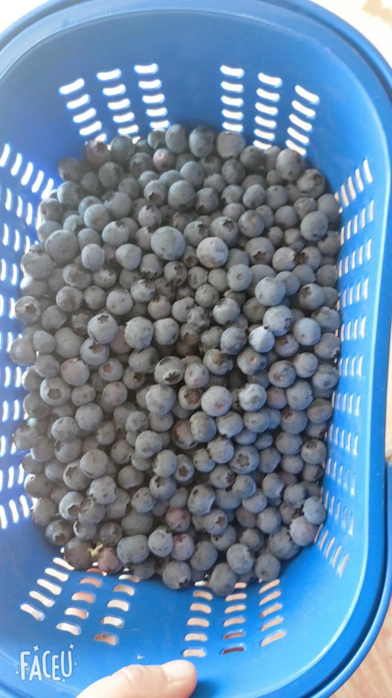 云南玉溪澄江蓝莓
