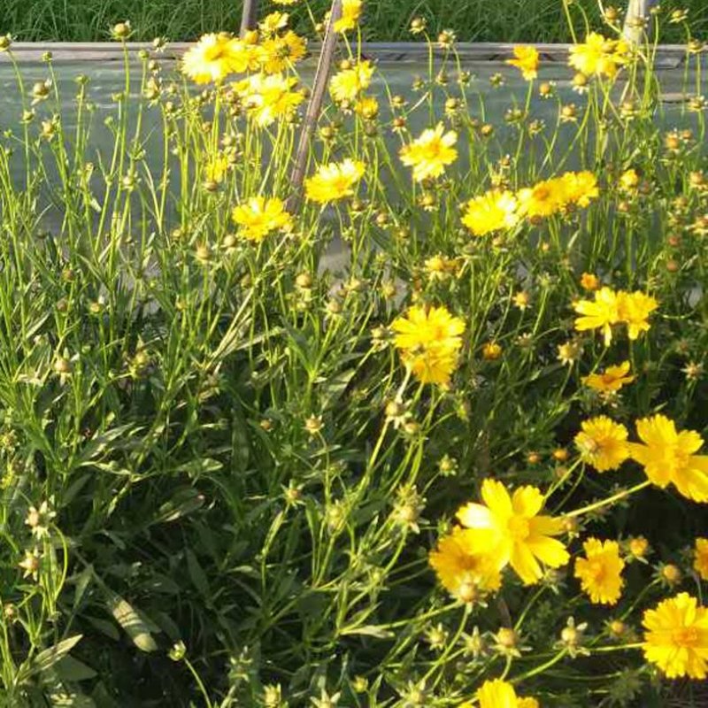 绿化花海波斯菊杯苗常年开花宿根波斯菊