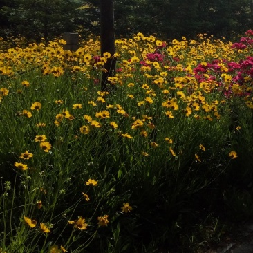 绿化花海波斯菊杯苗常年开花宿根波斯菊