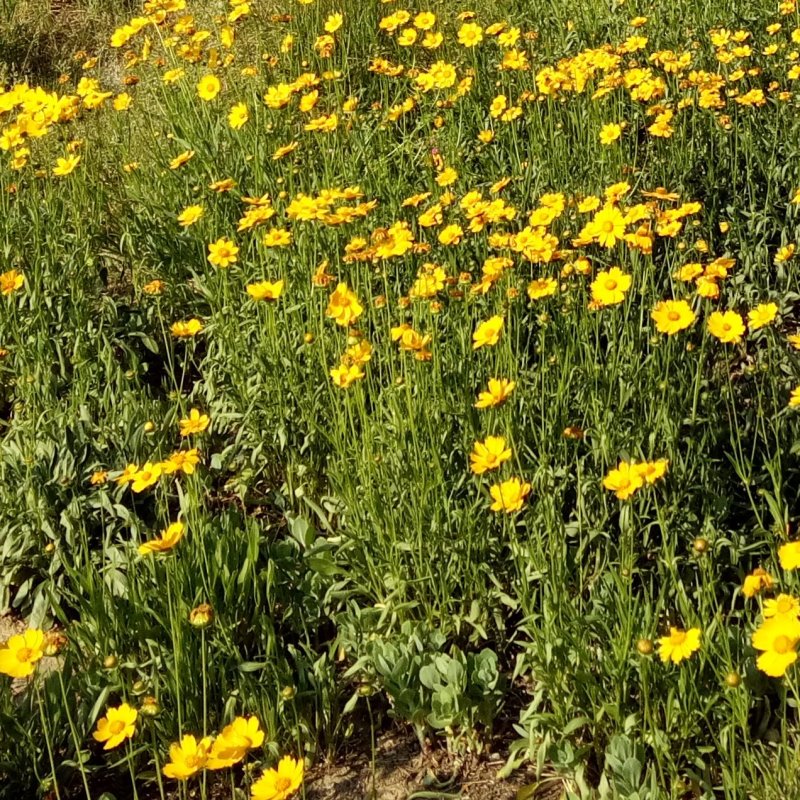 绿化花海波斯菊杯苗常年开花宿根波斯菊