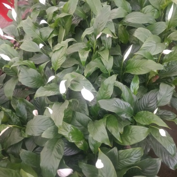 白掌开花盆栽一帆风顺百合意图双色盆
