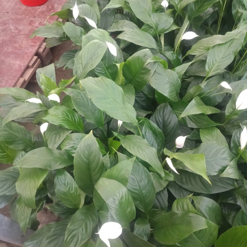 白掌开花盆栽一帆风顺百合意图双色盆