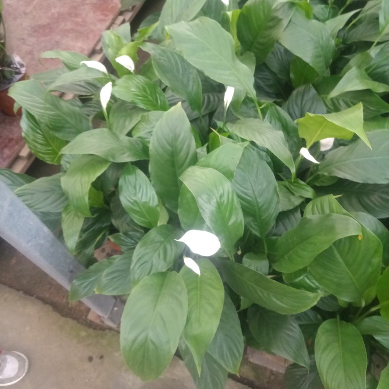 白掌开花盆栽一帆风顺百合意图双色盆