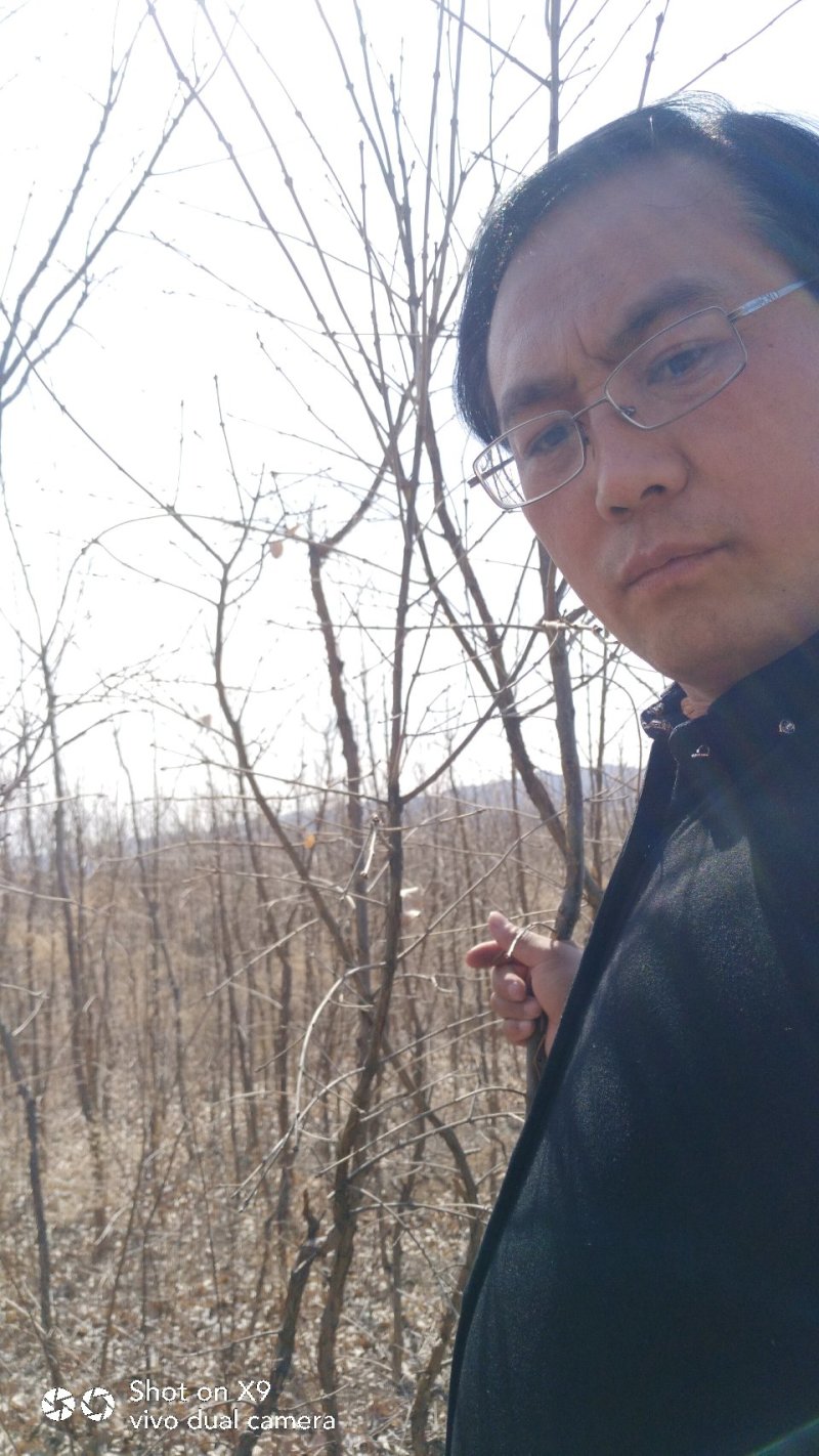 1-5公分牛筋树，流苏树，流苏小苗，占地流苏苗