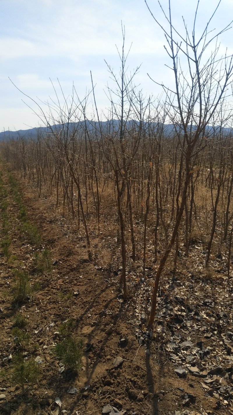 1-5公分牛筋树，流苏树，流苏小苗，占地流苏苗