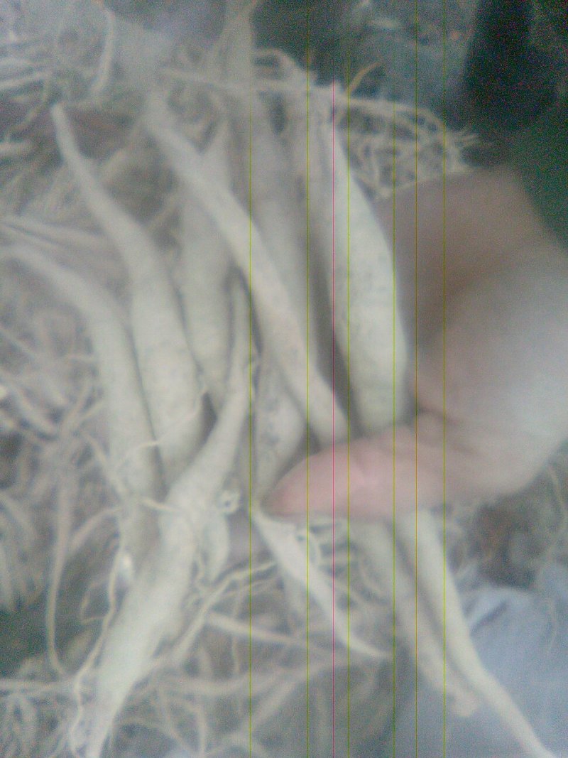 百部根