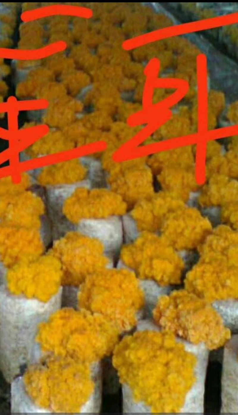 新鲜金耳