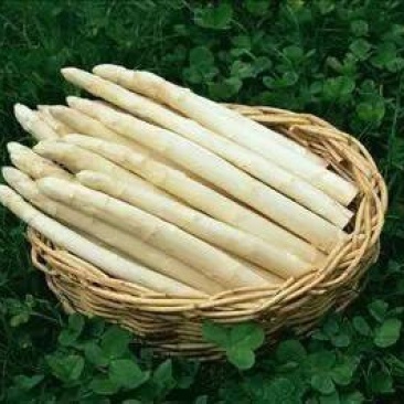 白芦笋营养丰富蔬菜当天采当天发货笋质鲜嫩
