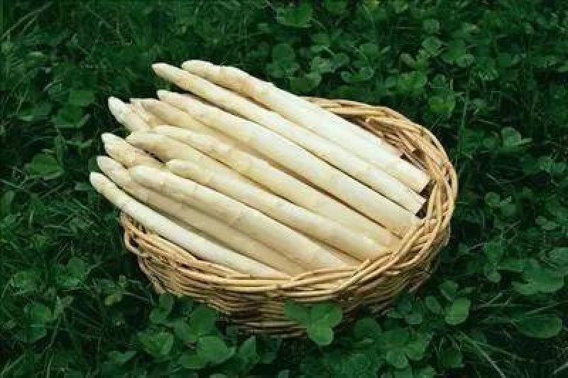 白芦笋营养丰富蔬菜当天采当天发货笋质鲜嫩
