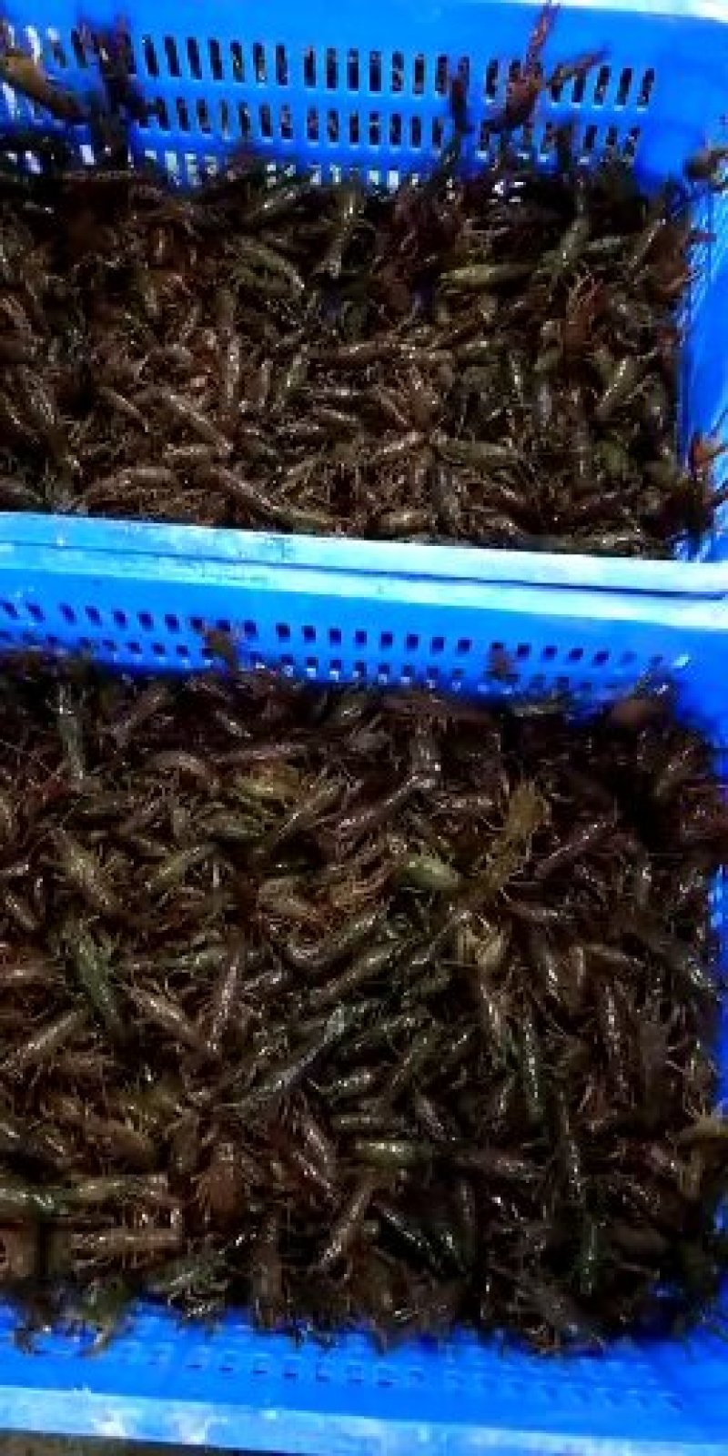 虾苗
