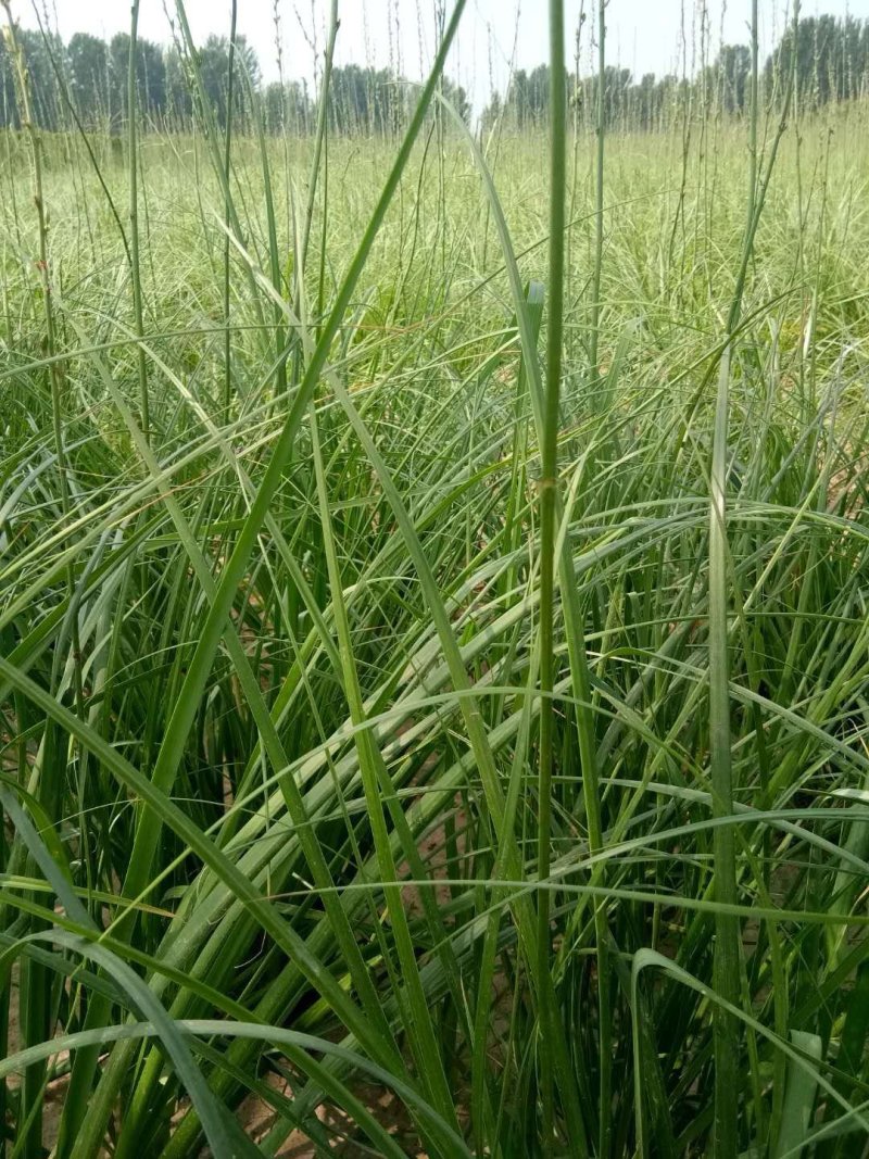 知母秧苗
