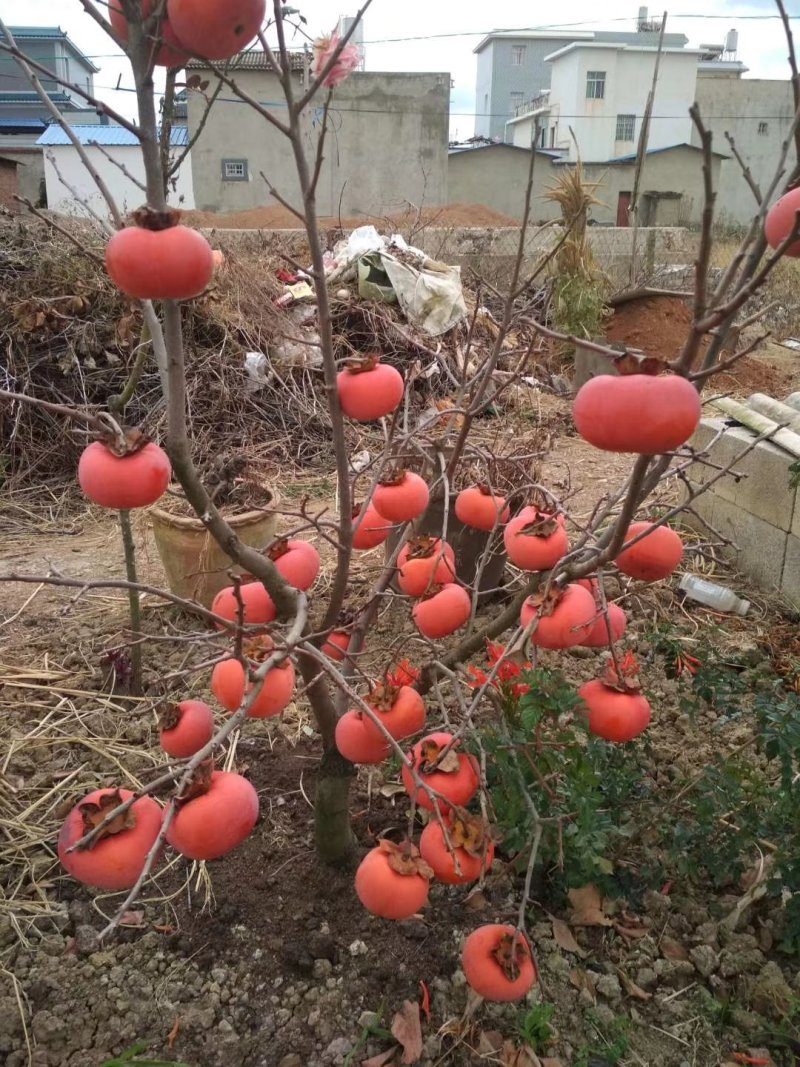 柿子树苗甜脆柿子树苗生吃柿子袋苗地苗大量供