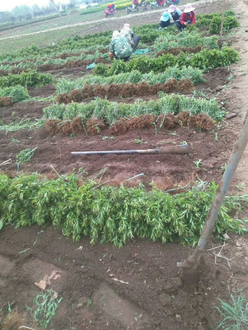 绣线菊.金山绣线菊.粉花绣线菊