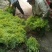 绣线菊.金山绣线菊.粉花绣线菊