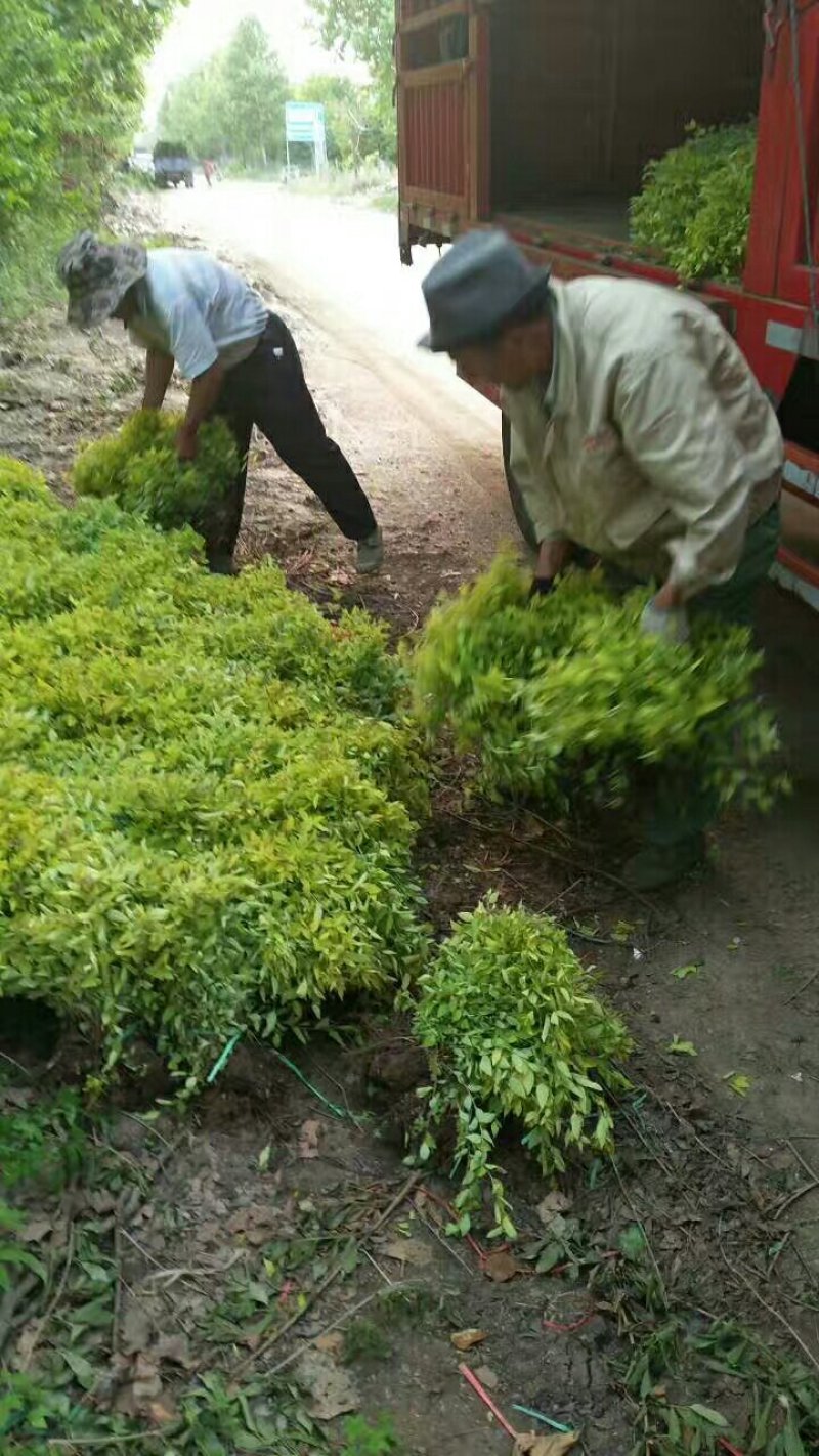 绣线菊.金山绣线菊.粉花绣线菊