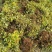 绣线菊.金山绣线菊.粉花绣线菊