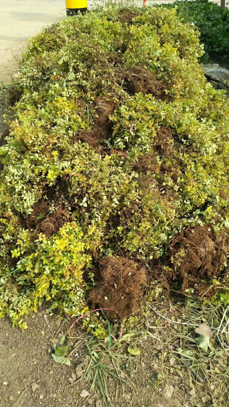 绣线菊.金山绣线菊.粉花绣线菊