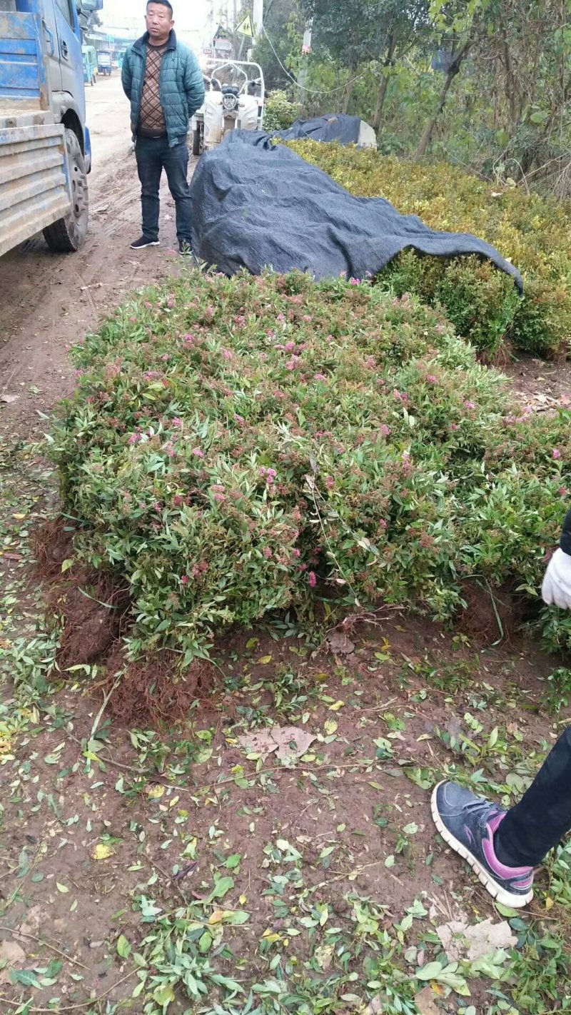 绣线菊.金山绣线菊.粉花绣线菊
