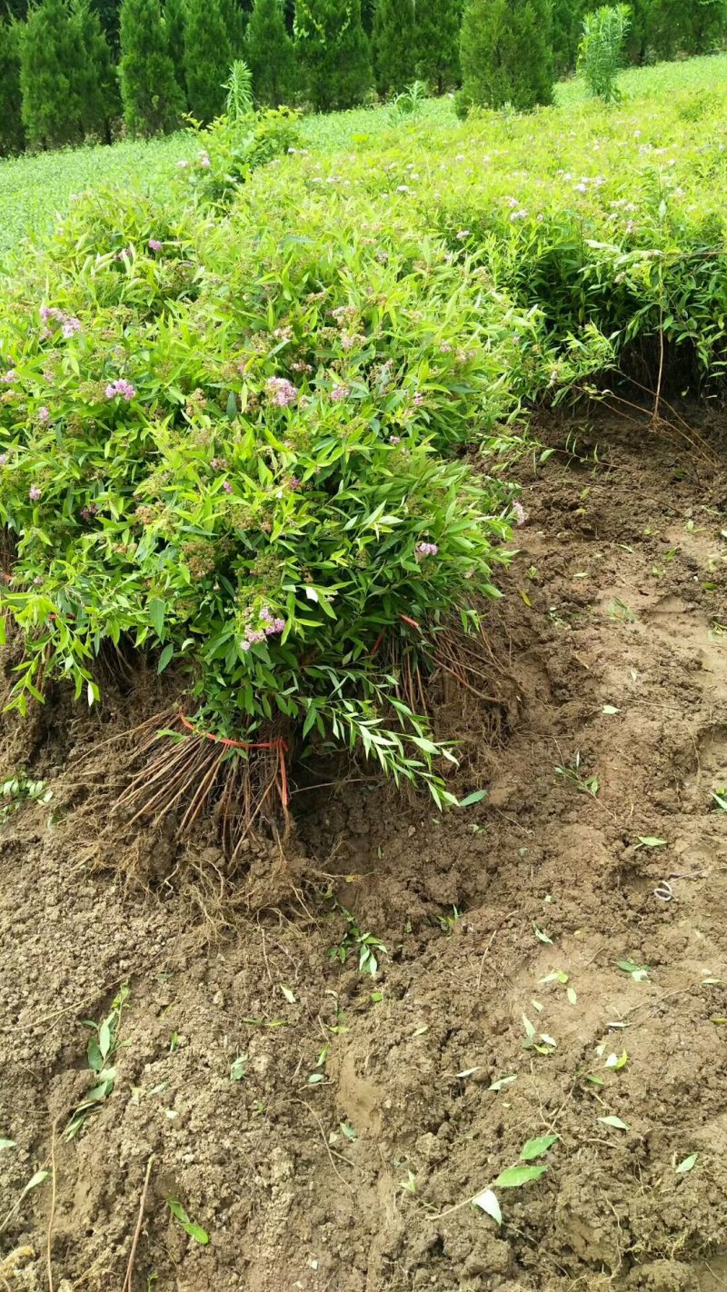 绣线菊.金山绣线菊.粉花绣线菊