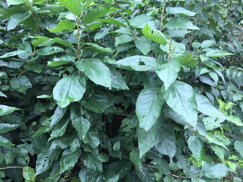 水果樱桃树苗、品种保证、袋苗、地苗、量大从优