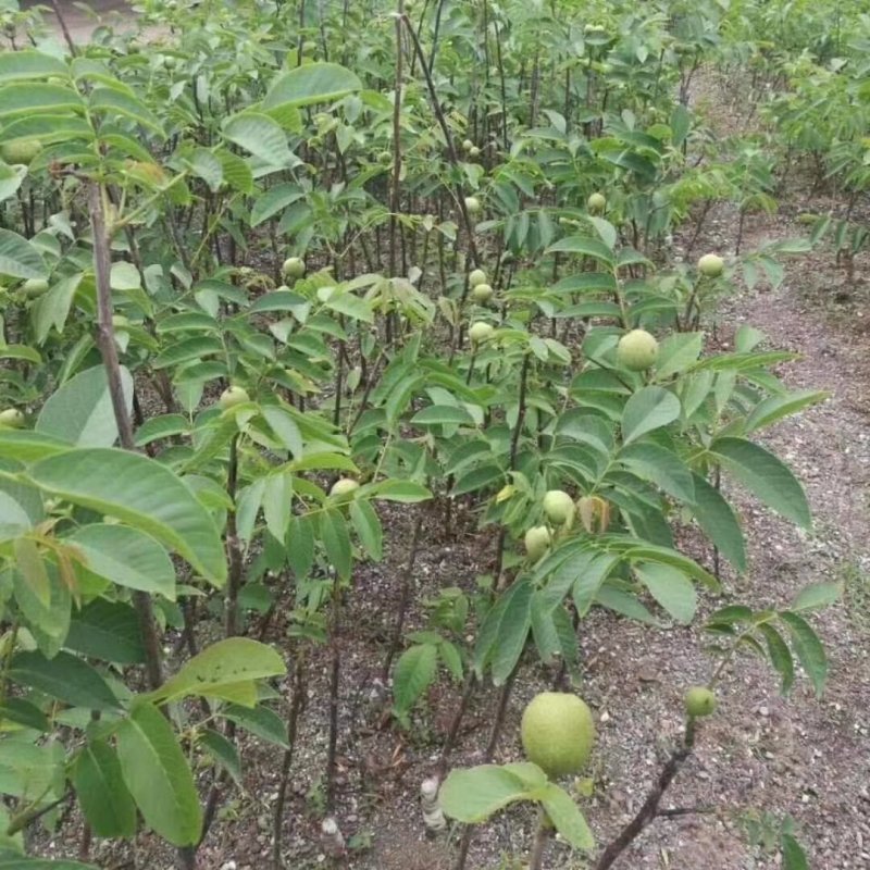 核桃树苗云星系列嫁接核桃树苗品种优良品种保证