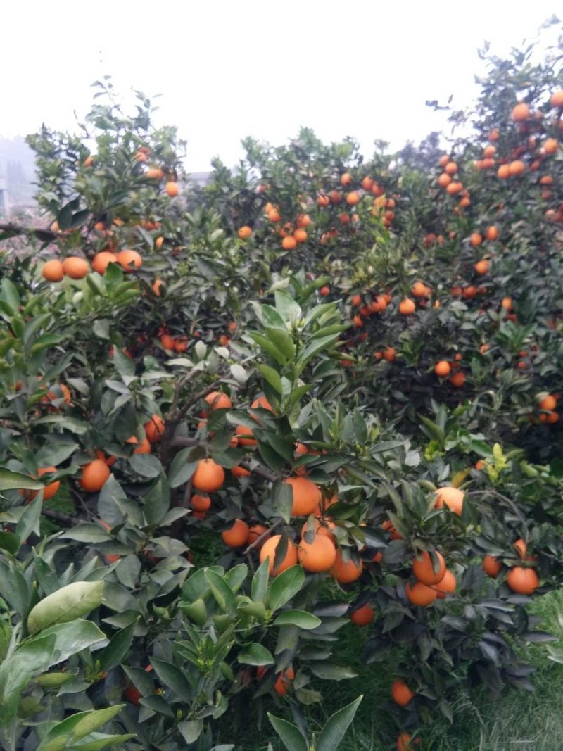 四川产地纯甜九号脐橙树上鲜果代办批发