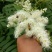 纯天然蜂蜜
