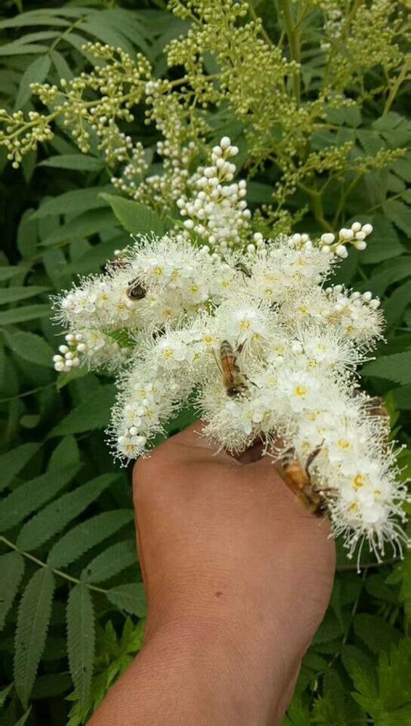 纯天然蜂蜜