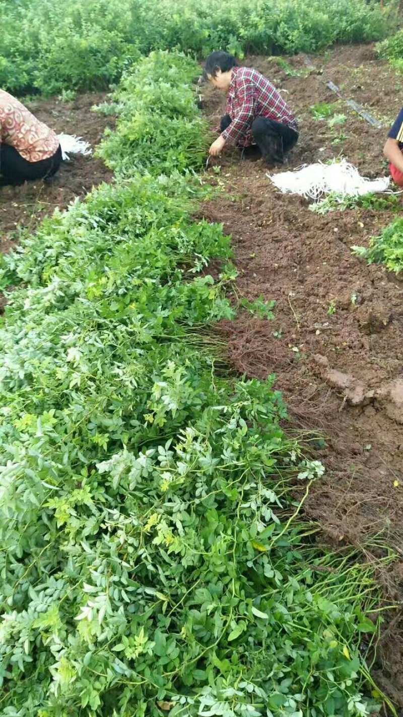蔷薇花蔷薇苗蔷薇小苗