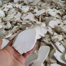供应酒店食材瓶栽杏鲍菇中片干品