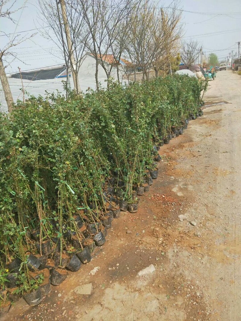 蔷薇花蔷薇苗蔷薇小苗
