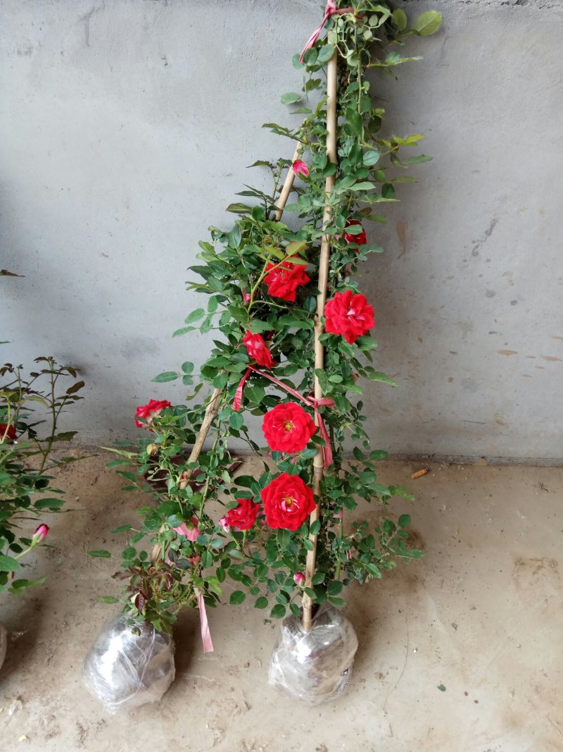 蔷薇花蔷薇苗蔷薇小苗