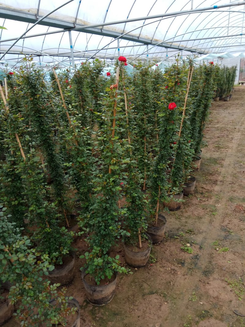 蔷薇花蔷薇苗蔷薇小苗