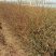 蔷薇花蔷薇苗蔷薇小苗
