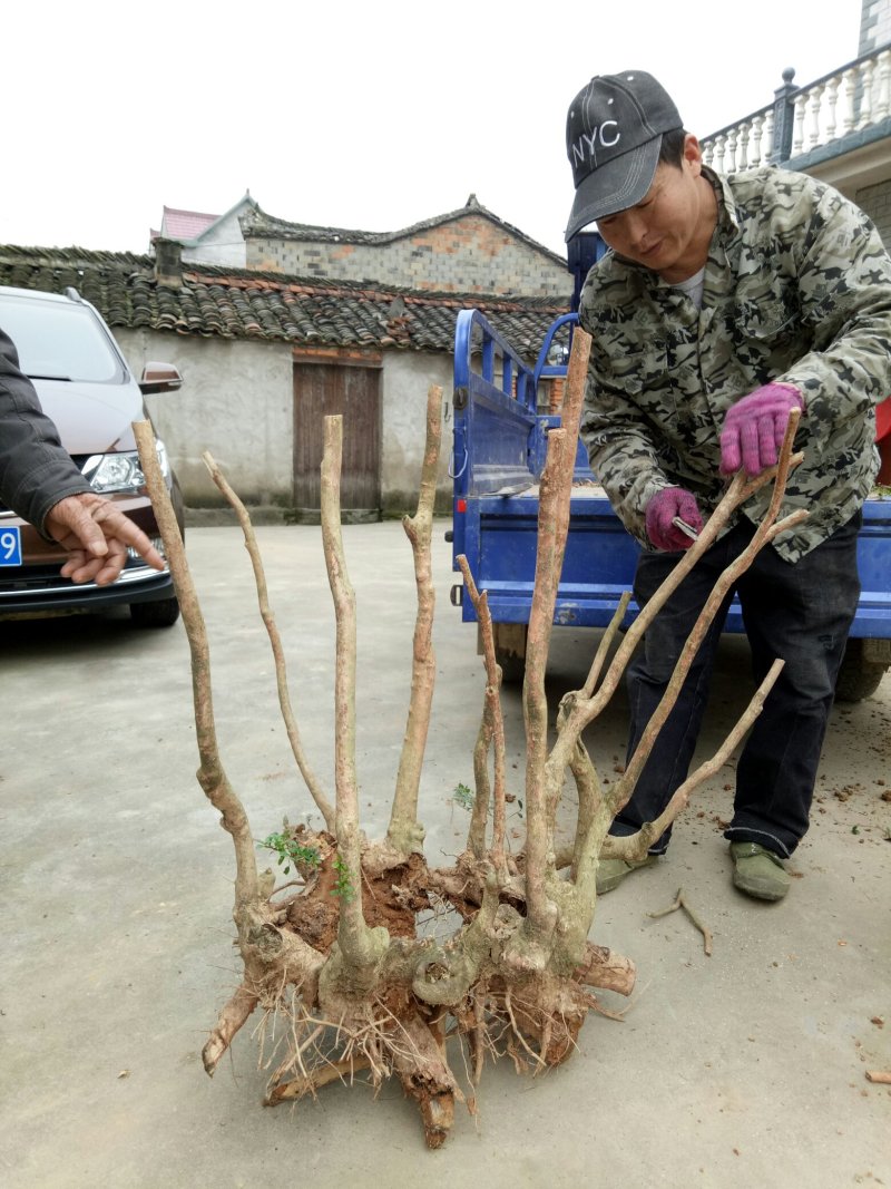 赤楠老桩古桩奇异造型