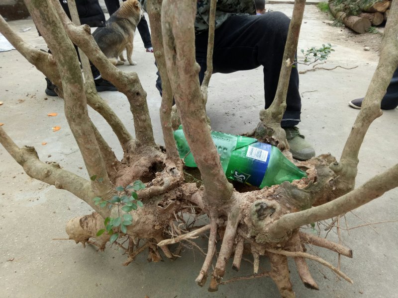 赤楠老桩古桩奇异造型
