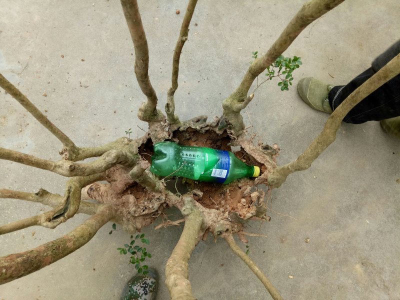 赤楠老桩古桩奇异造型