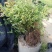 绣线菊.金山绣线菊.粉花绣线菊