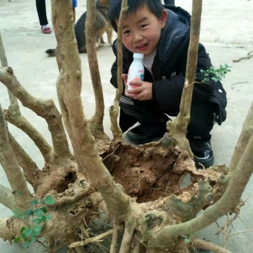 赤楠老桩古桩奇异造型