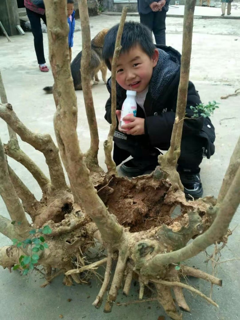 赤楠老桩古桩奇异造型