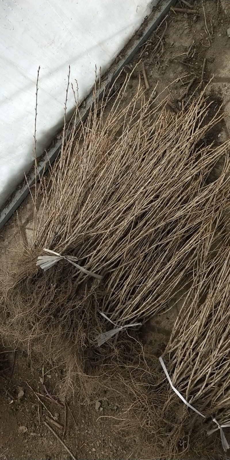 灯笼果苗当年结果品质保证保证成活率红醋栗苗