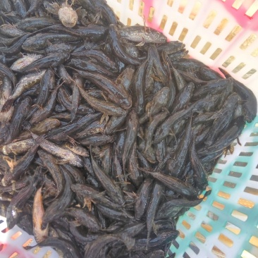 老头鱼苗