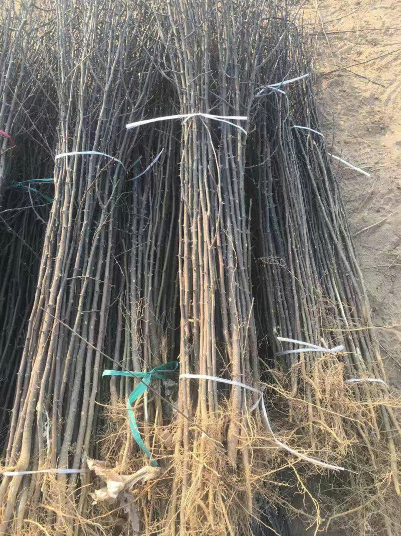 花椒苗