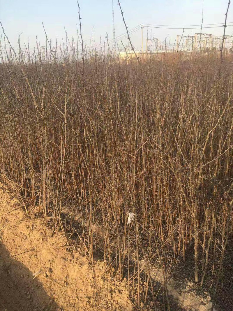 花椒苗