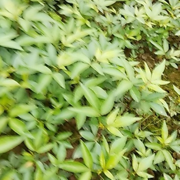 自产自销自留种的正宗九叶青花椒