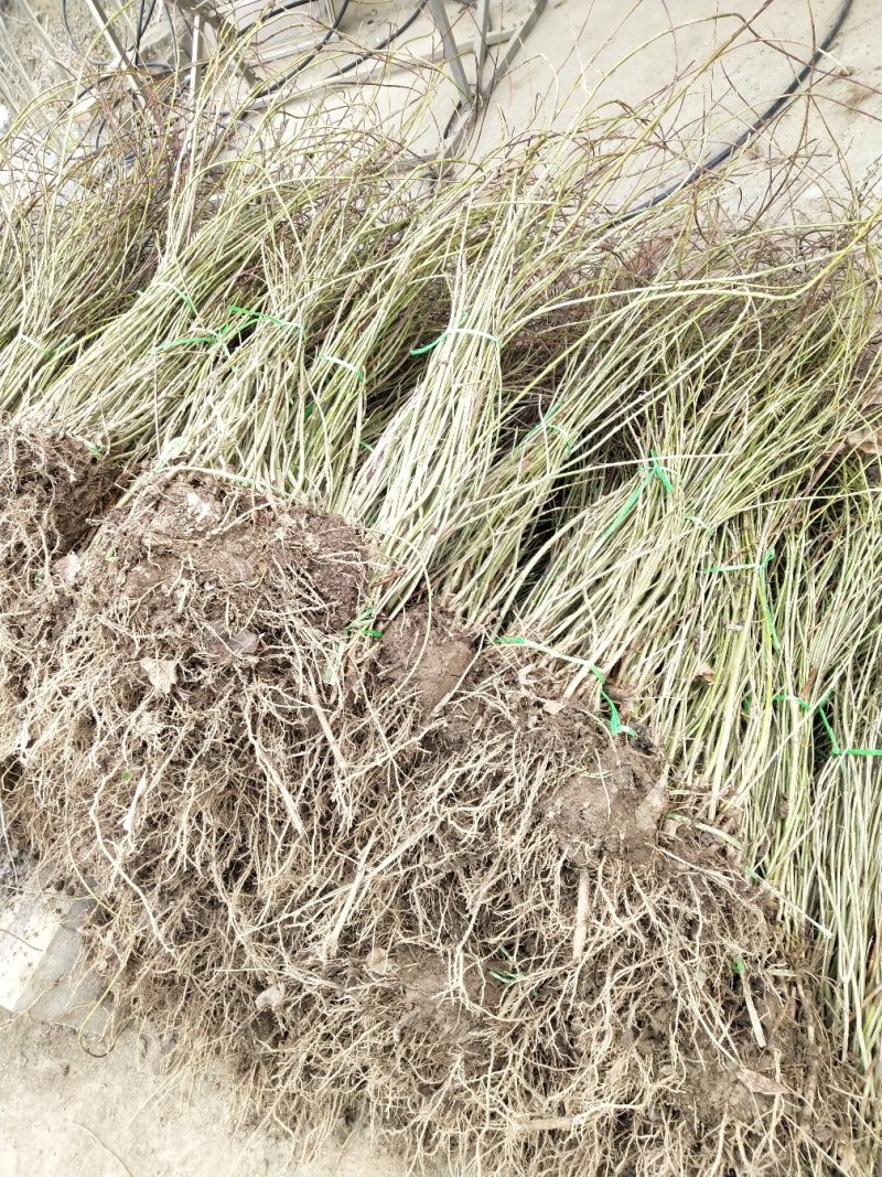 连翘苗50-60公分高，庭院，小区等绿化苗。