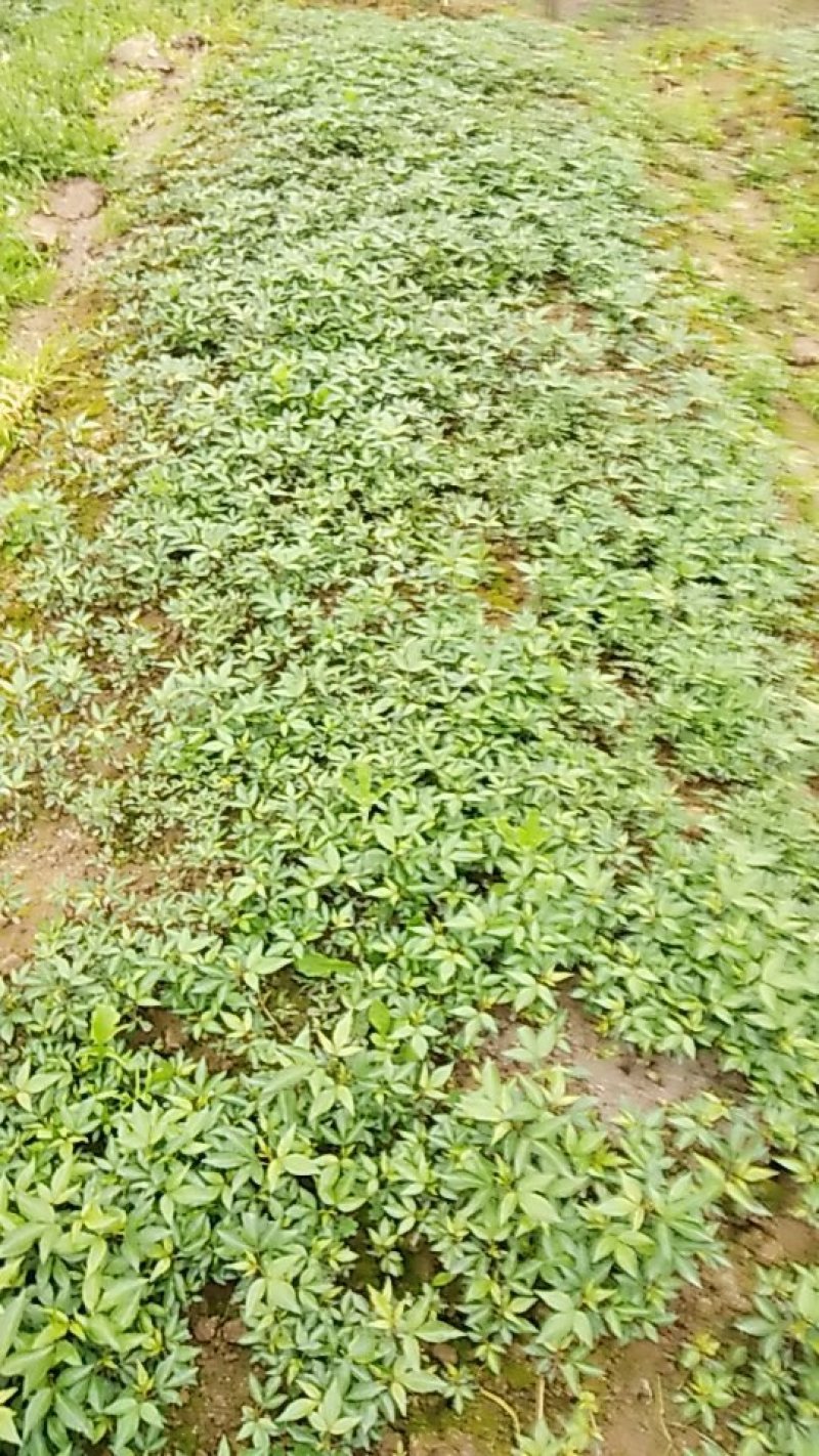 自产自销自留种的正宗九叶青花椒